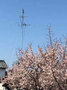 IMG_6754